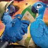 RIO 2 Character Posters