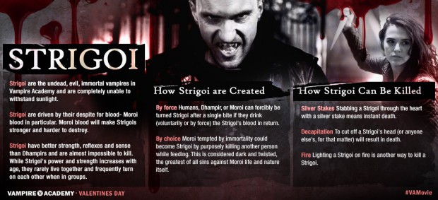 VAMPIRE ACADEMY Infographic